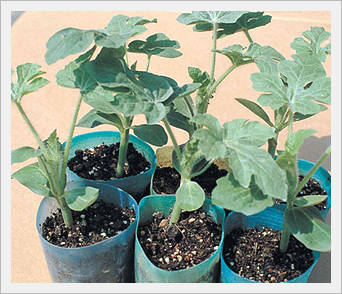 Root Stock Seeds